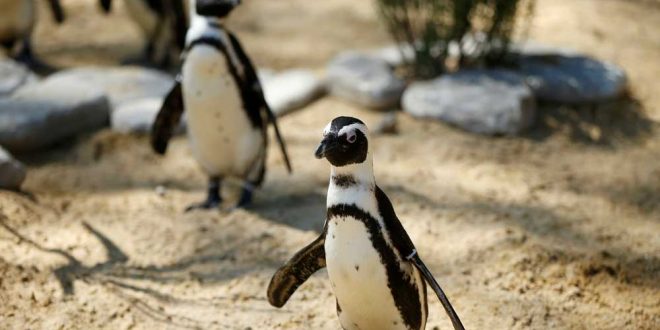Пара голландских пингвинов-геев украла эмбрион у соплеменниц-лесбиянок