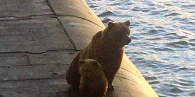 Доблестные русские моряки убили забравшихся на подлодку медведицу с детенышем