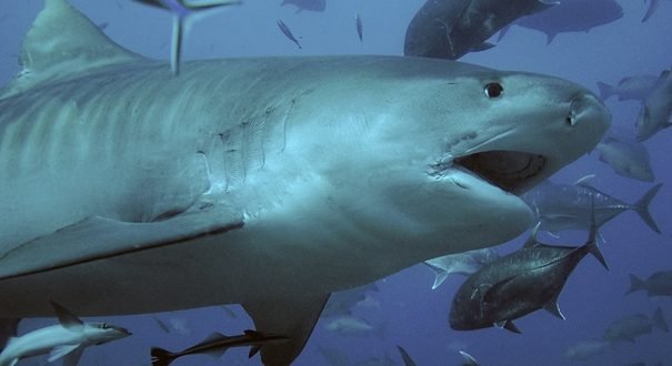 Впервые в истории выдра поймала крупную акулу. ФОТО