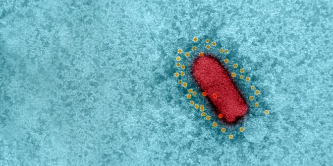 Обнаружена мутация коронавируса, устойчивого к вакцинам