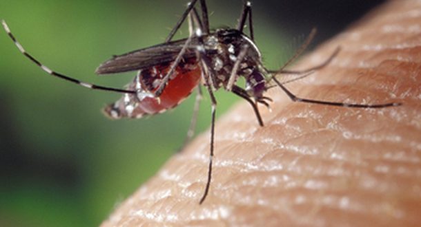 В Израиле обнаружены комары, разносчики лихорадки Западного Нила