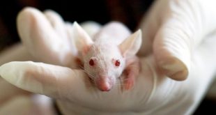 Ученые восстановили подвижность парализованных мышей