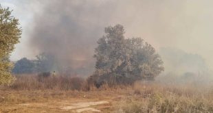 Пожар в лесу Шоам привел к задержке рейсов в аэропорту Бен-Гурион